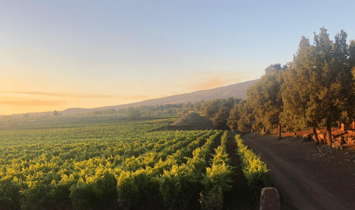 storia vino etna